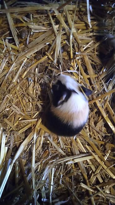 hamster qiymetleri: 4bala var 1erkek 3disi real alici yazsin ünvan kürdaxani metroya — 4
