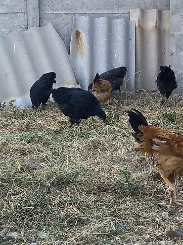 продам кента: Продаю | Куры | Для разведения — 4