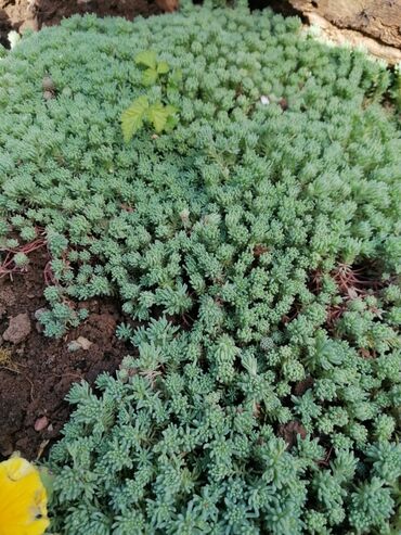 Semena i ulične biljke: Spanski sedum je visegodisnja dekorativna i veoma otporna biljka, malo