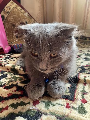 british shorthair qiymetleri: Şotland yastı qulaq — 3