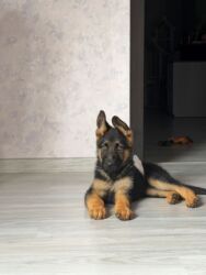 it satiram: Alman çoban iti, Peyvəndli