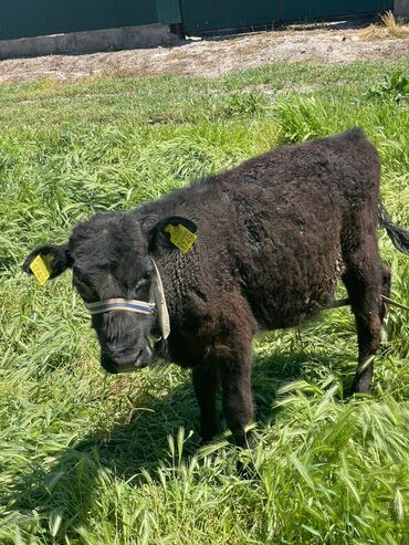 Коровы, быки: Продаю | Бык (самец) | Абердин-ангус | На откорм | Искусственник