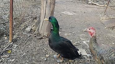 Другие с/х животные: Птицы для приусадебного хозяйства. - Утка с насыщенным тёмно‑зеленым — 1