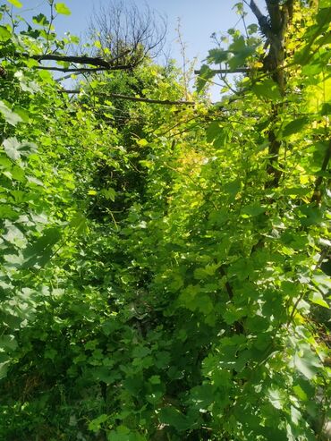 Продажа домов: Дом, 1200 м², 4 комнаты, Собственник, Косметический ремонт — 19