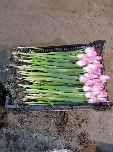 Цветы и букеты: ТЮЛЬПАНЫ ТЮЛЬПАНЫ ТЮЛЬПАНЫ. принимаем заказы на тюльпаны оптом к 8 — 5