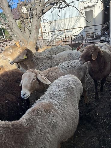 Баран, овца: Продаю | Овца (самка) | Для разведения — 11