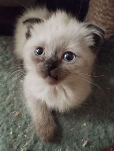 шотландский вислоухий рыжий котенок: СРОЧНО! КОТЯТА! В ПРОДАЖЕ ШОТЛАНДСКИЕ КОТЯТА, СКОТТИШ ФОЛД И СКОТТИШ