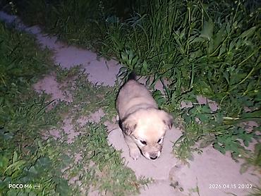 Отдам даром собаку: Щенки -дворняжкиДевочки все 5-недель,звотночки- будут среднего — 6