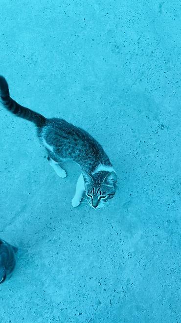 кошка манас: Кошки — домашние питомцы - Породы/окрас: одна кошка дымчато‑серая — 1