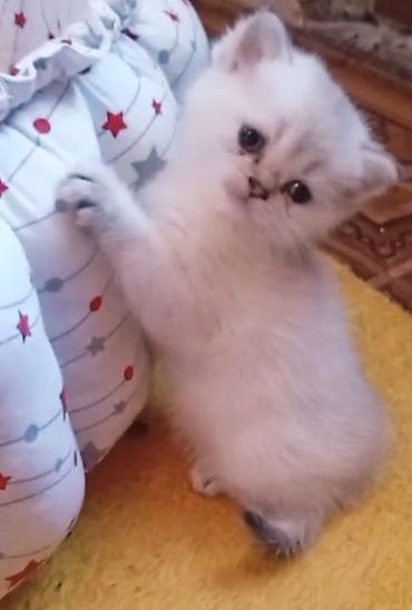 Кошки: Шиншилла, Самец, Самка, В добрые руки, Самовывоз — 1