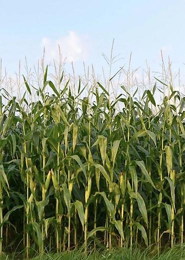 семена мака: Кукуруза 🌽 под силос, два гектара по 4 сом за кг. от центра Сокулука 4 — 1