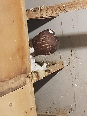 Pişiklər: Pişiklər -da lalafo.az — 3 Pişiklər: Pişiklər — 3