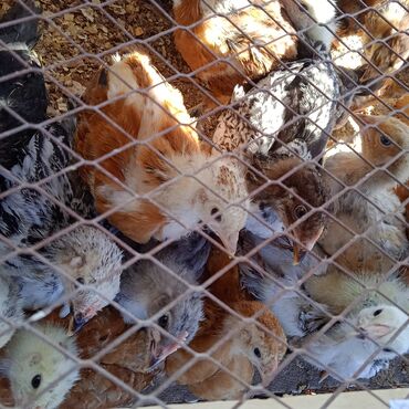 домашние птицы: Продаю цыплят 1 месяц,опытом по 130