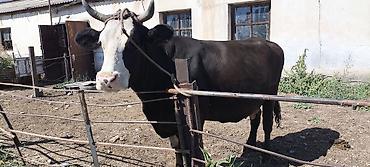 Коровы, быки: Продаю | Корова (самка) — 16