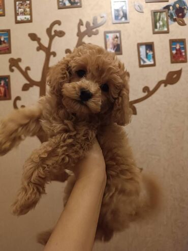 mikro pudel: Pudel, 1 ay