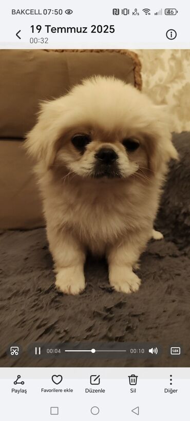 it yuvası satilir: Pekines, 2 ay, Dişi
