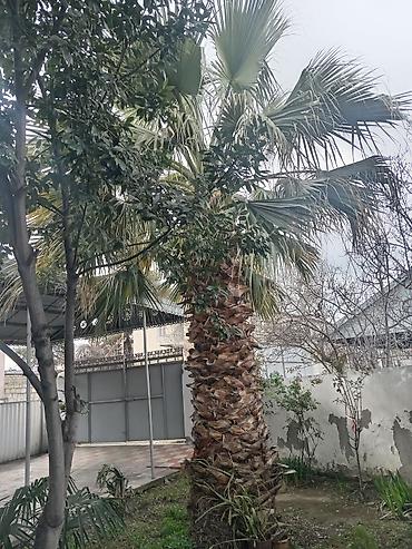 hilba bitkisi nedir: OSatılır: dekorativ Vasinqton palması (fan tipli yarpaqlar) - — 4
