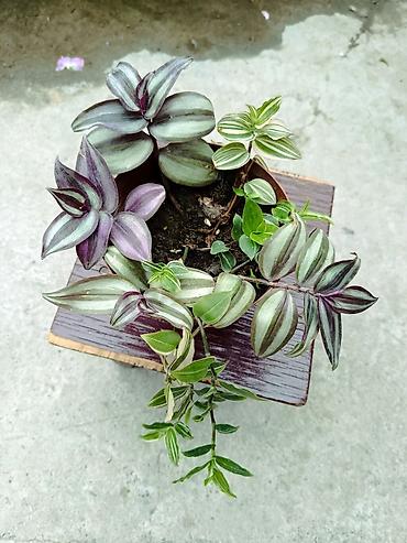 цветы фикусы: Tradescantia (традесканция) в горшке — микс из нескольких сортов — 1