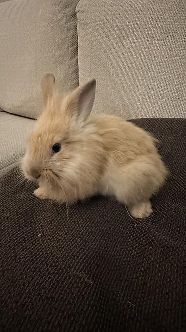 белый кролик: 🐰 Декоративные крольчата породы «Львиная голова» 🐰 Милота, в которую — 1