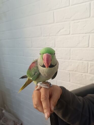 куры марьям бишкек: 🦜 Продаётся ручной Александрийский попугай Возраст — 4 года, самец