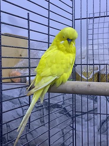 rengli quslar: JUMBO TUTUQUŞU-İl yarımlıq qızğın erkək təmiz sarı rəngdə.Çox iri — 1
