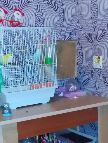 Yuvalar: Dalmaçı qayığı (nimfa/paraket) üçün yuvalama qutusu və cüt dalğıc — 5