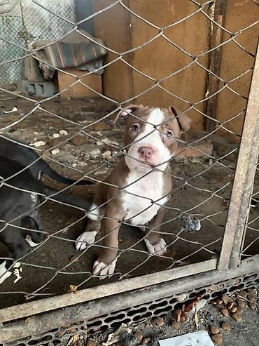 Продажа собак: Щенки с короткой гладкой шерстью, мощным телосложением и широкими — 6