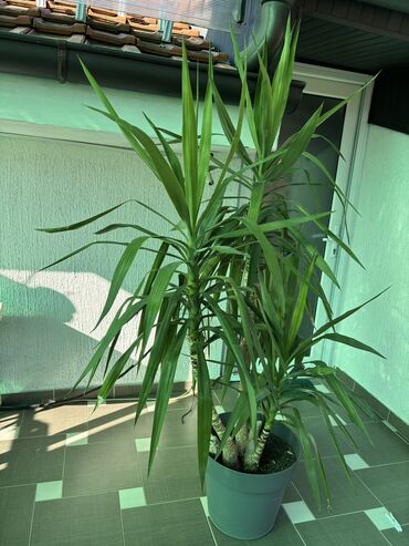 Knjige i stripovi: Dve novogodisnje zvucne knjigice za decu,jedna je 800dinara,knjigici na lalafo.rs — 24 Knjige i stripovi: Dve novogodisnje zvucne knjigice za decu,jedna je 800dinara,knjigici — 24