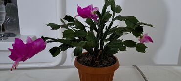 цветок декабристка: Продаю декабристка обильно цветущий. Цветёт два раза в год