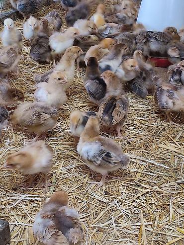 Куры, петухи: Продаю | Цыплята | Кучинская | Для разведения — 9