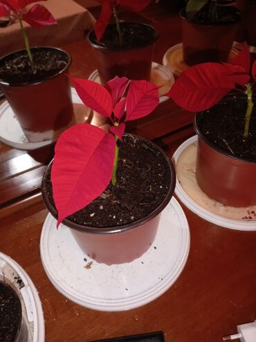 Otaq bitkiləri: Qırmızı poinsetiya (Atatürk çiçəyi) və dekorativ koles (Coleus) — 6