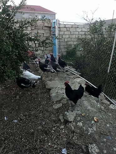 bildirçin əti satışı: Dişi, Ətlik, Ödənişli çatdırılma — 7