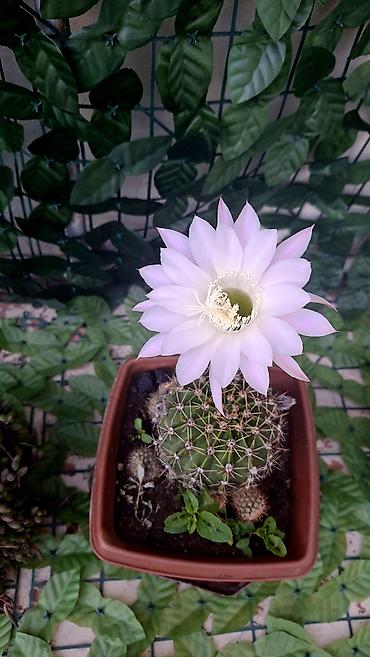 cilədağı bitkisi: Otaq bitkiləri dəsti – ağ saksılarda - Syngonium (ok yarpaqlı — 9