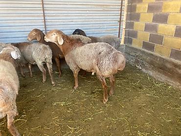 высокоудойная корова: Продаю | Баран (самец) — 5