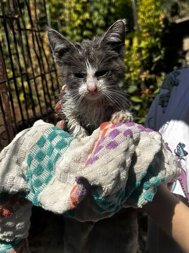 животные кот: Отдадим в добрые руки Котёнок, серо-белый, Ушки крупные, глаза