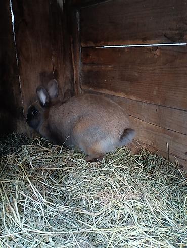 Индюки: Продаю | Индюшка (самка), Индюк (самец) | Полукровка | На забой, Для разведения | Племенные — 10