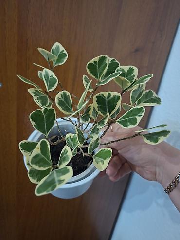 продажа комнатных цветов: Продаю комнатные растения. Аглаонемы, драцены, нолина — 6