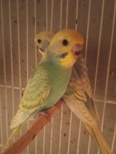 Tutuquşları: Biri 9 manat Rengbereng papuqaylar — 4