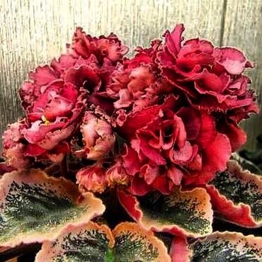 Otaq bitkiləri: 5,6 m starter — 9