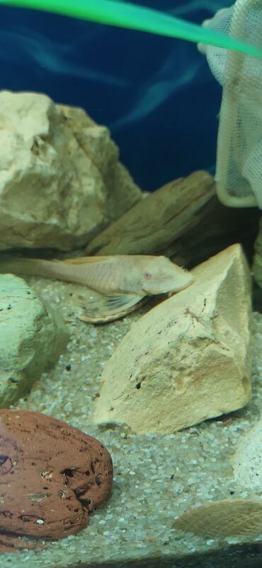 akvarium balıqlarının satışı: Ansitrus kalo shekilde satilir 3denesi ag albinos ansitrusdu 6,8,9 sm