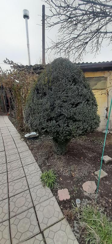 Садовые цветы и кустарники: Саженцы цветка: Пионы, Самовывоз — 14