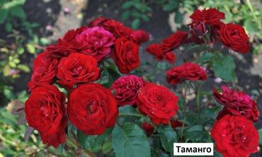 Садовые цветы и кустарники: Саженцы цветка: Розы, Самовывоз, Бесплатная доставка — 9