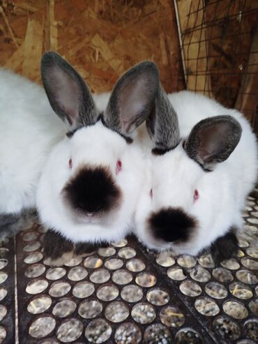 декоративные кролик: Продажа крольчат порода Калифорния возраст 2. месяца родители