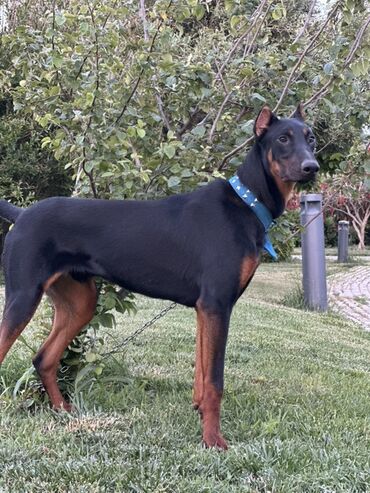 İtlər: Doberman, 2 il, Erkek, Peyvəndli