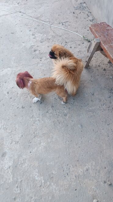 İtlər: Pekines, 1 il, Erkek, Cütləşmə üçün, Pulsuz çatdırılma