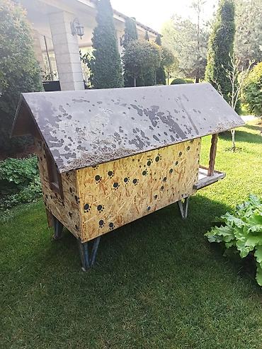 Куры, петухи: Продаю | Куры | Несушки — 4