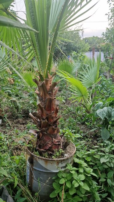 Ağaclar: Vaşınqton palma ağacları satılır qiymətlər palmaya görə dəyişir 10 -da lalafo.az — 22 Ağaclar: Vaşınqton palma ağacları satılır qiymətlər palmaya görə dəyişir 10 — 22