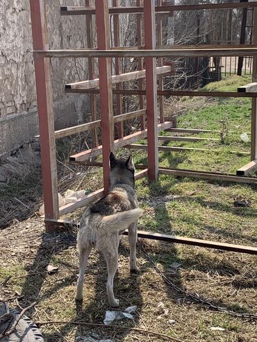 собака пудель: Собака даром: Хаски, 2 года, Самка, С родословной