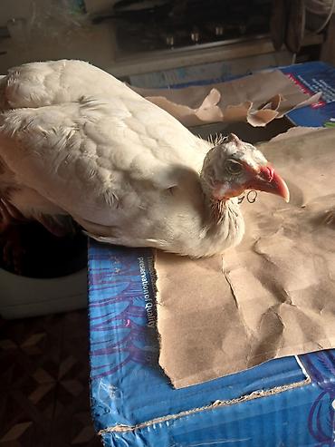 cin bildircini yumurtasi: Ağ rəngli qvineya quşu (hind toyuğu). - Rəng: açıq ağ/krem tonları - — 2