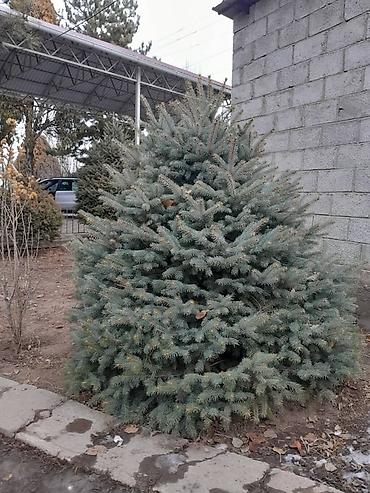 Другие декоративные деревья: Все за 20тыс голубые клипрост высокие хорошие пышные, не болеют — 12